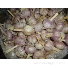 Regular White Garlic New Crop 2019